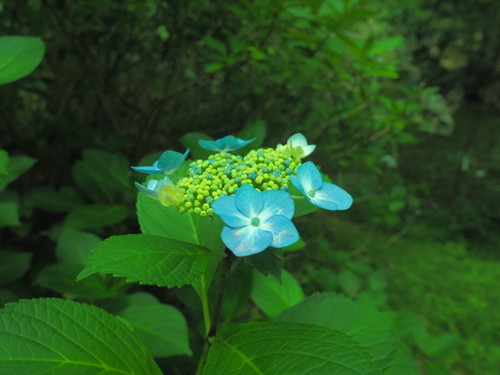 紫陽花