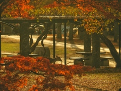 Autumn in Nara