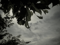 wormy leaves