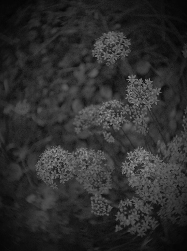 chinese chive
