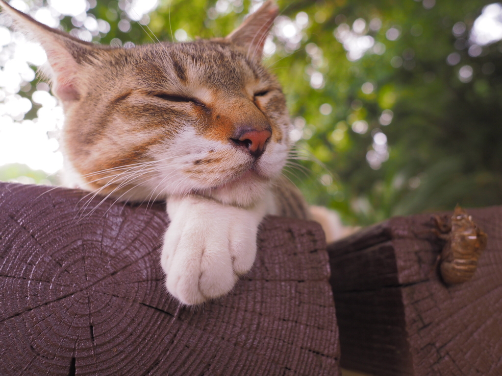 cat and the empty shell