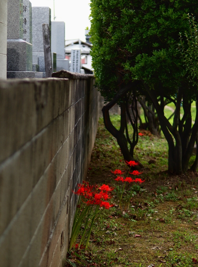 the flowers biside the graveyard