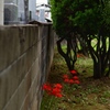 the flowers biside the graveyard