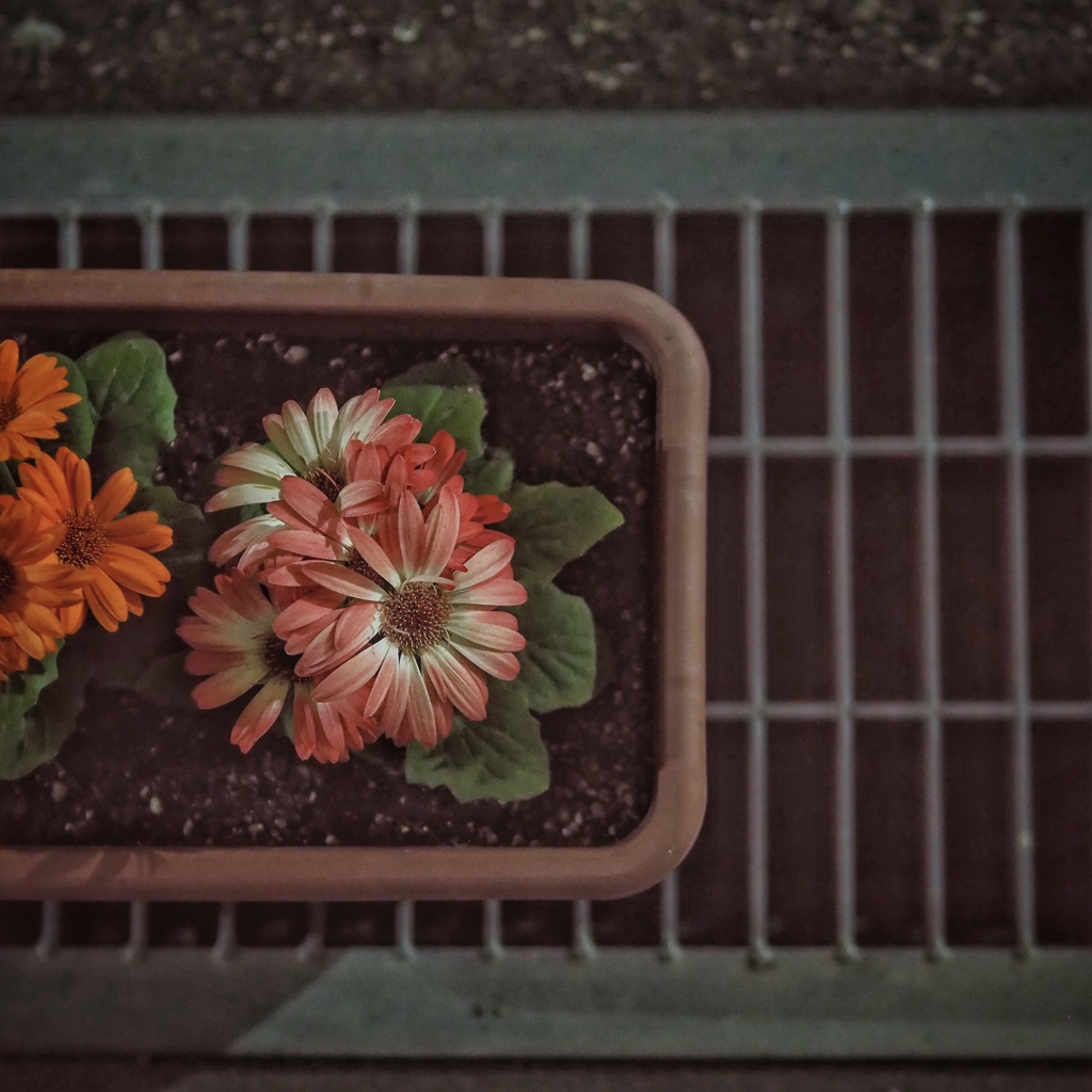 flowers at night