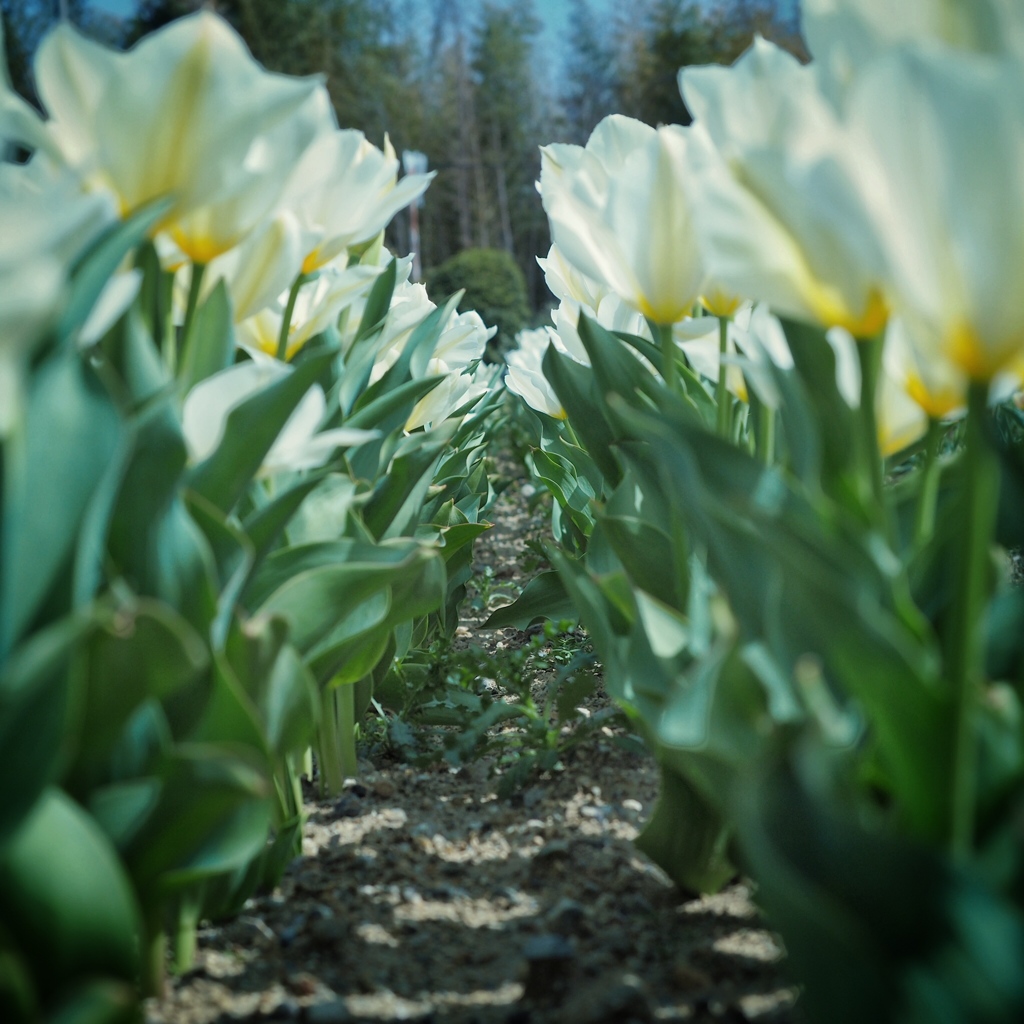 tulip arcade