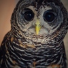 black eyes   〜rfous legged owl〜