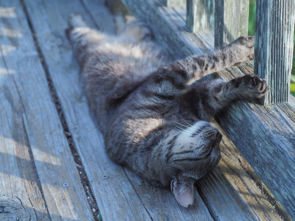 siesta　夕寝