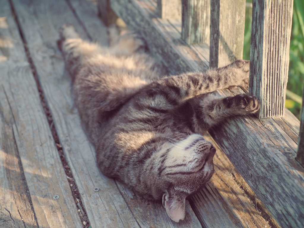 sleeping 
