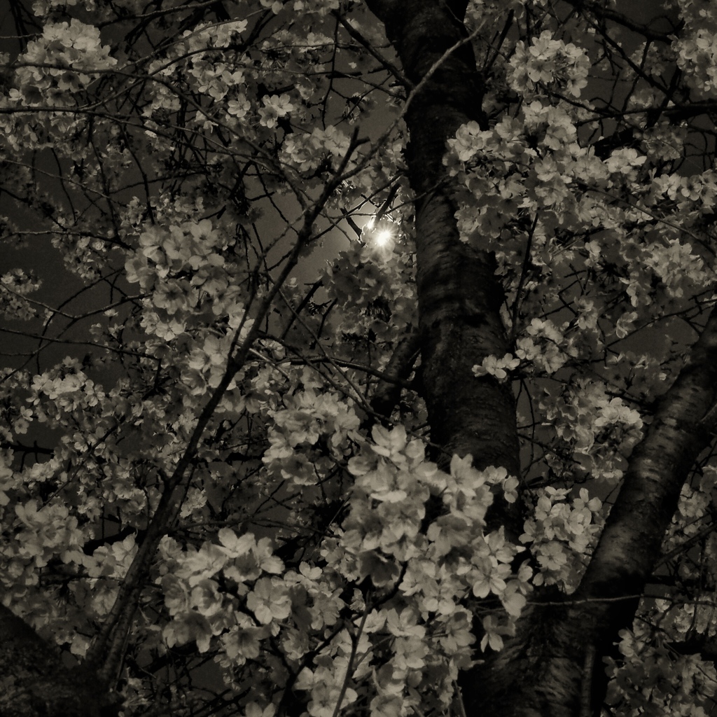 sakura at night