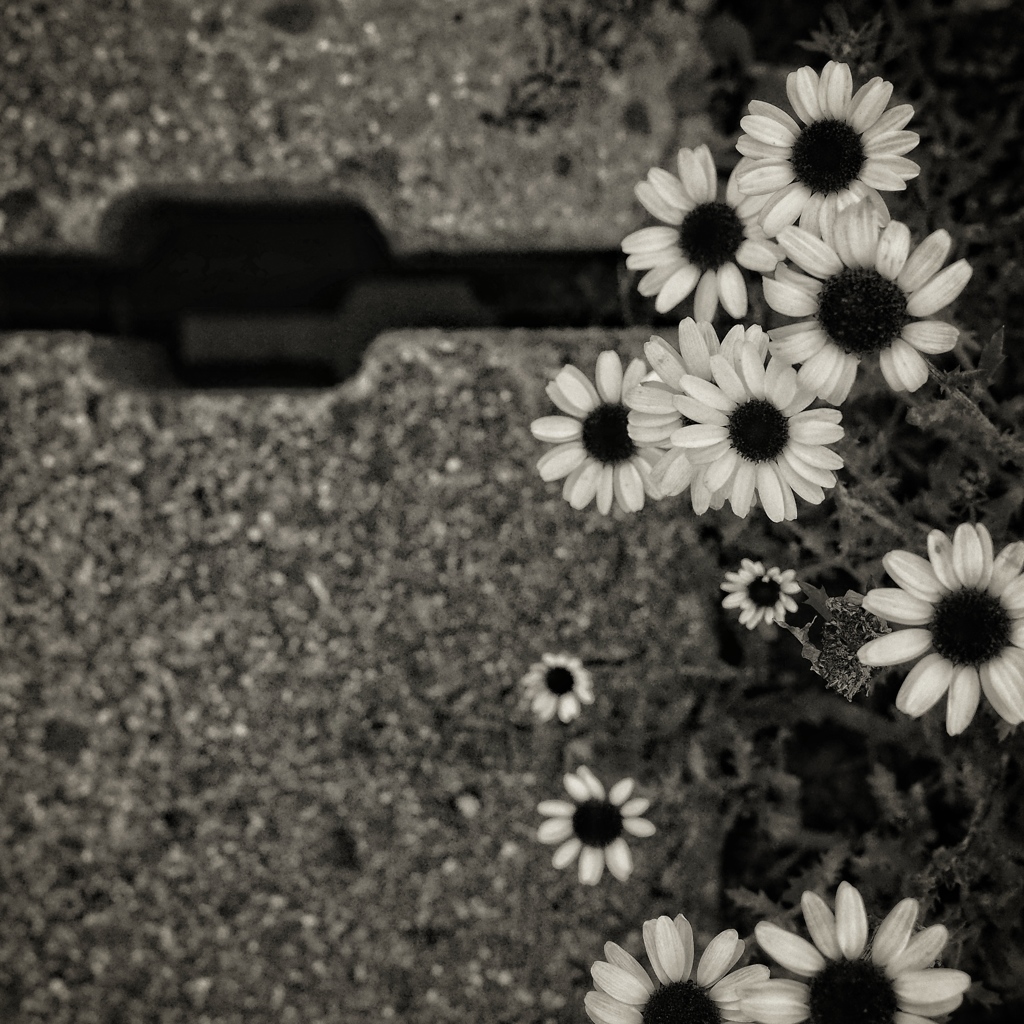 marguerite