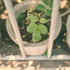 green leaves