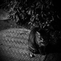 ねこマンホール