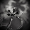 lament 