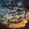 sunset bloom