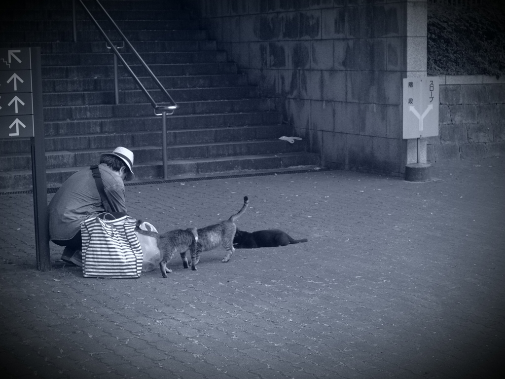 feeding the cats