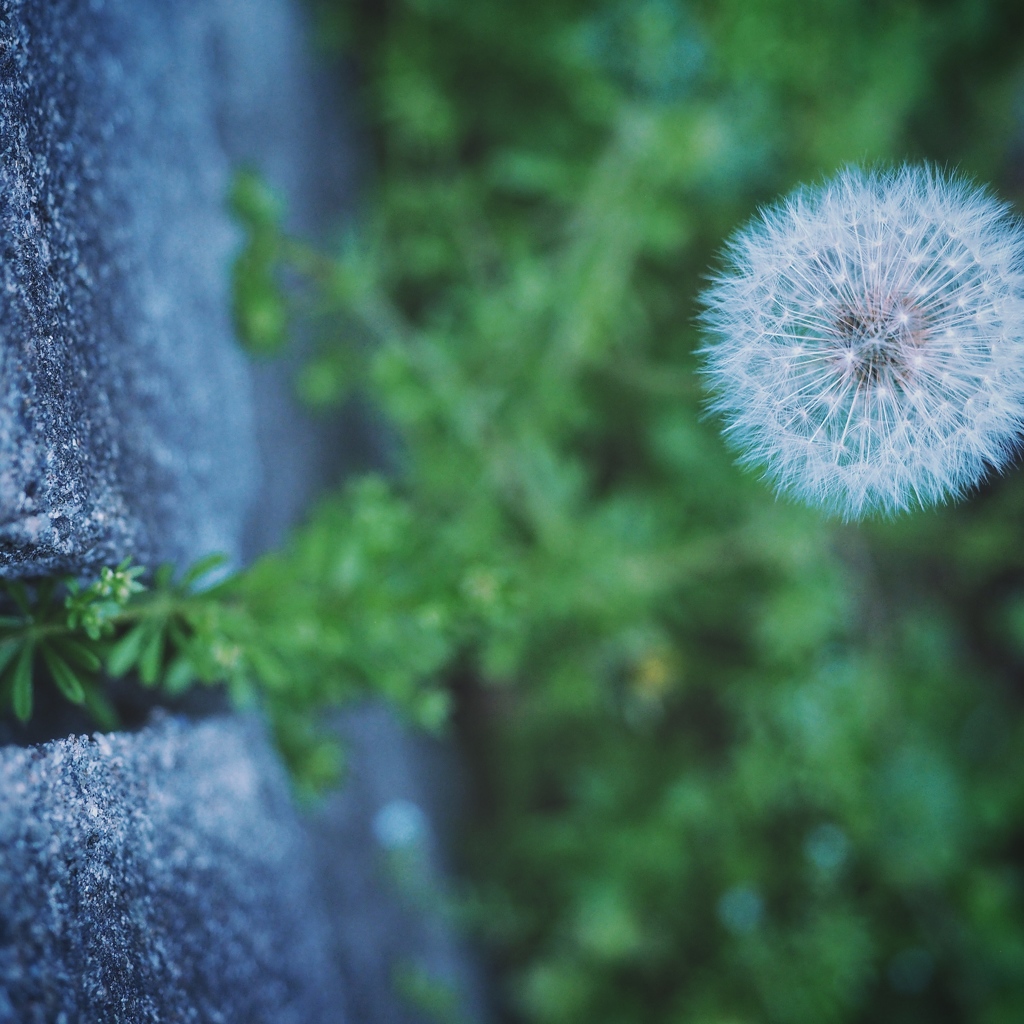 Dandelion will make you wise