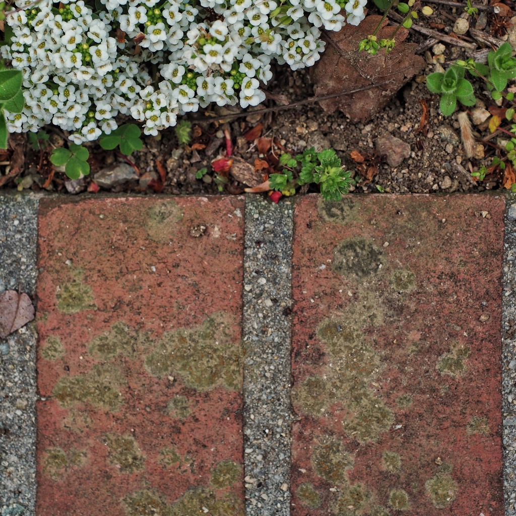 flowers and bricks