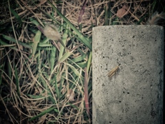 grasshopper