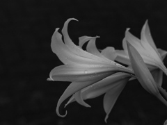 rainy day ,white lily