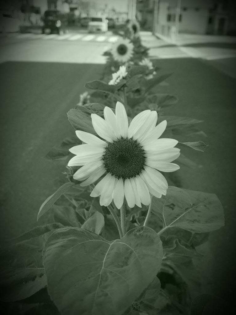sunny side of the street