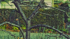 freebird