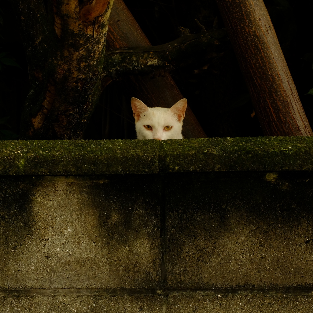 見つめ合い