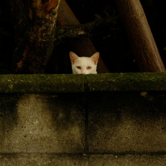 見つめ合い