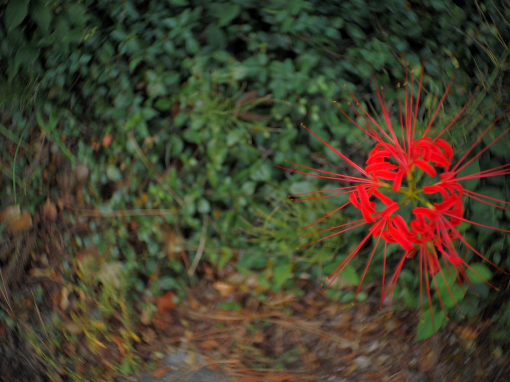 red in green