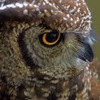 spotted eagle owl