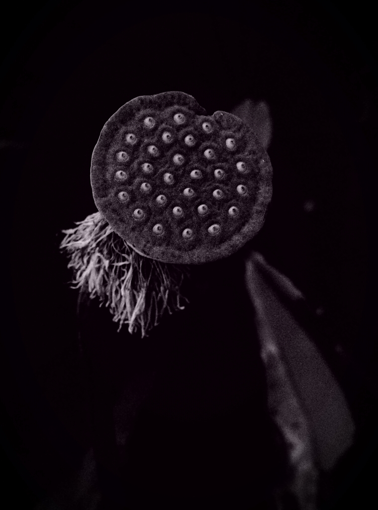 receptacle　花托