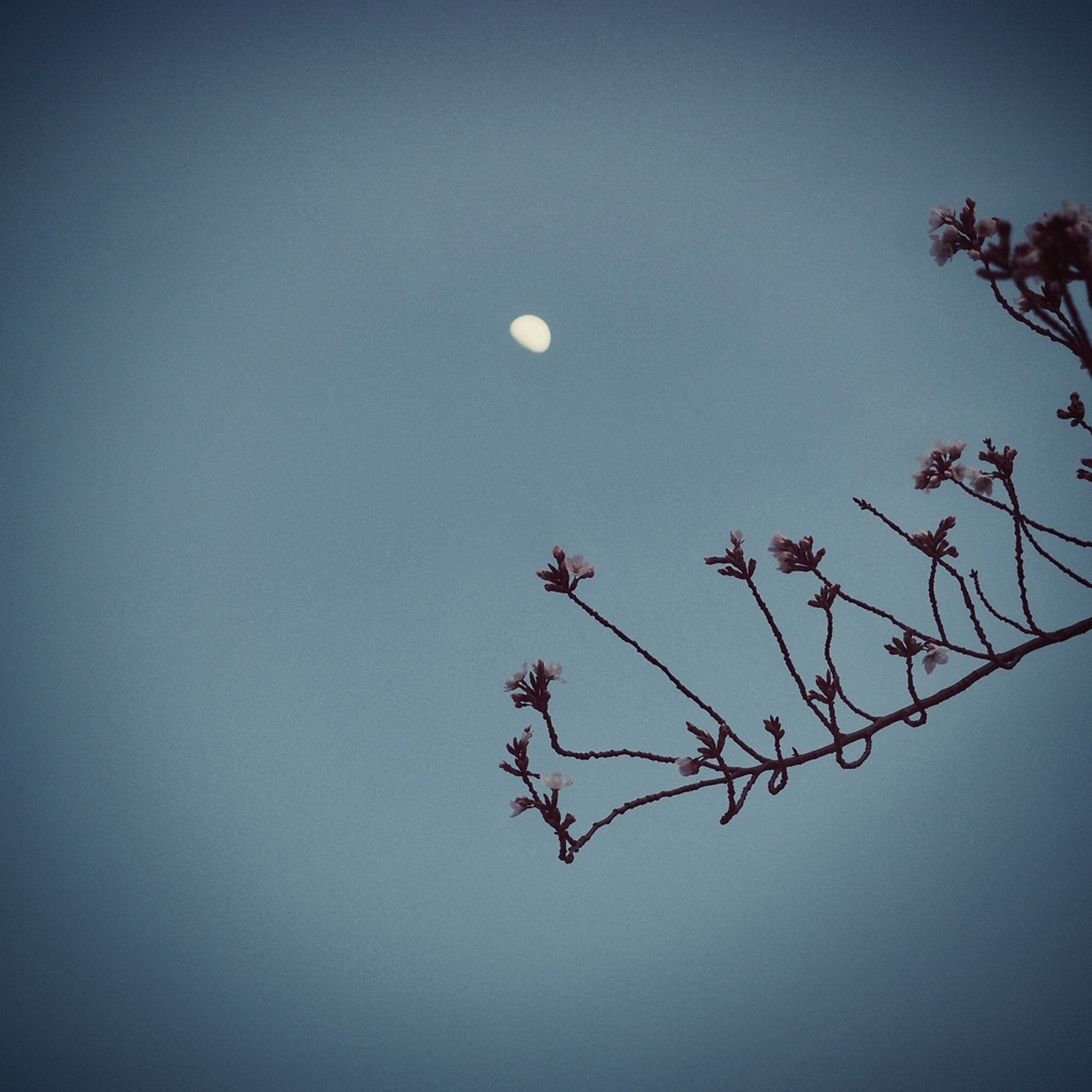 flowers and moon