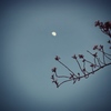 flowers and moon