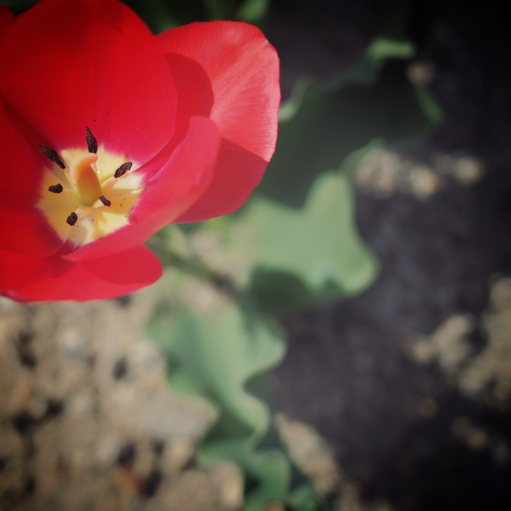 spring is here 