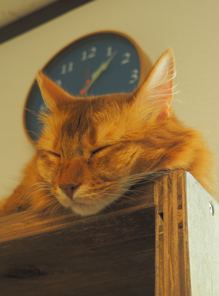 nap  お昼寝