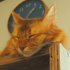 nap  お昼寝