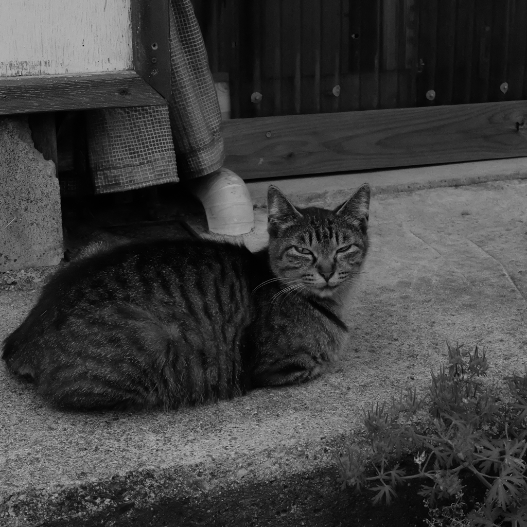 野良猫