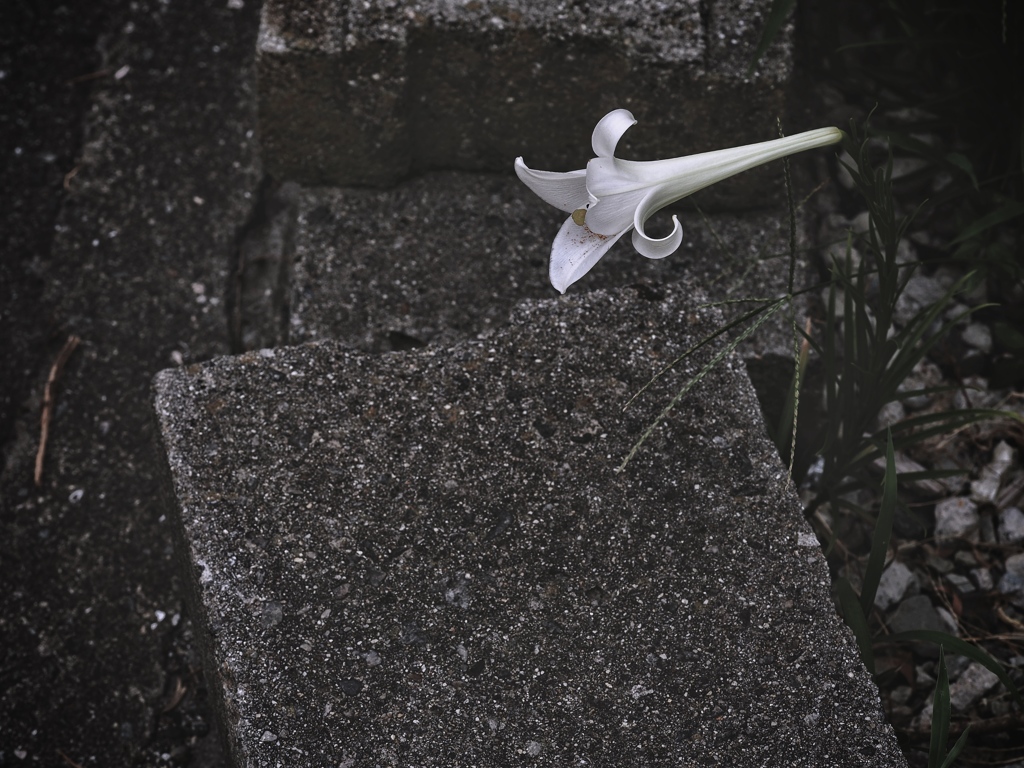 white lilly
