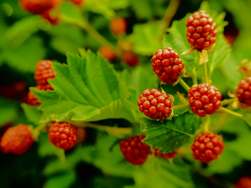 Fragaria vesca　　木イチゴ