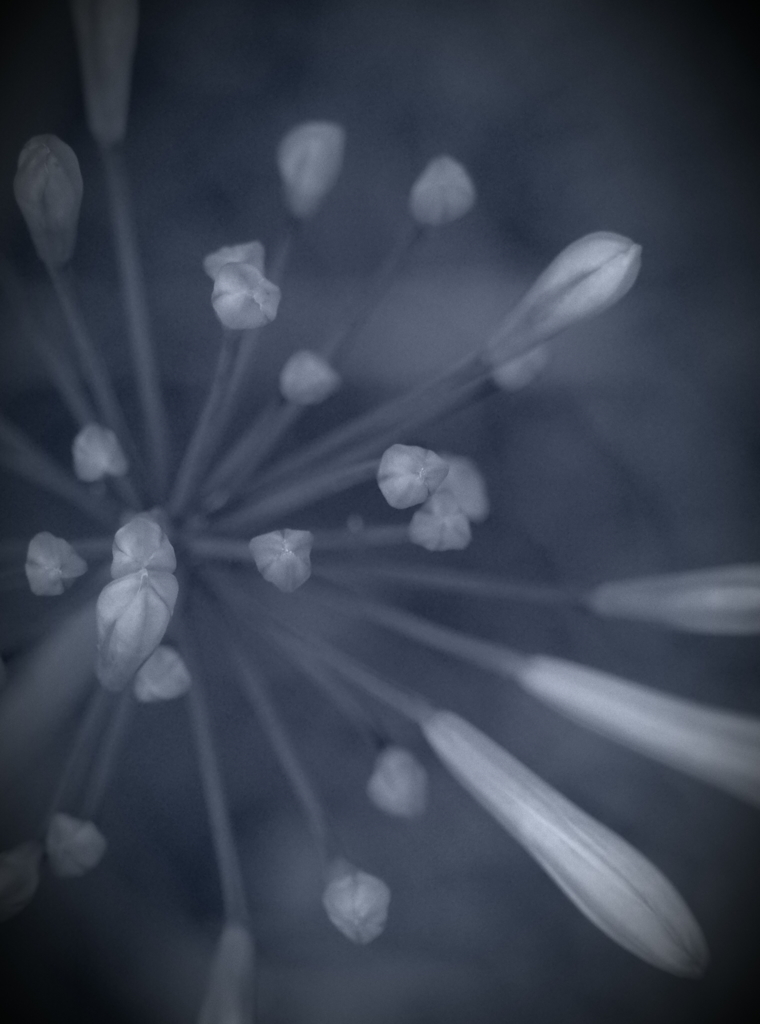 Agapanthus