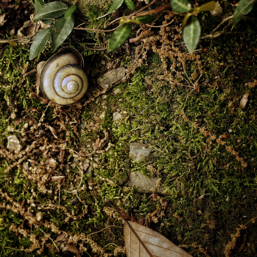 snail shell