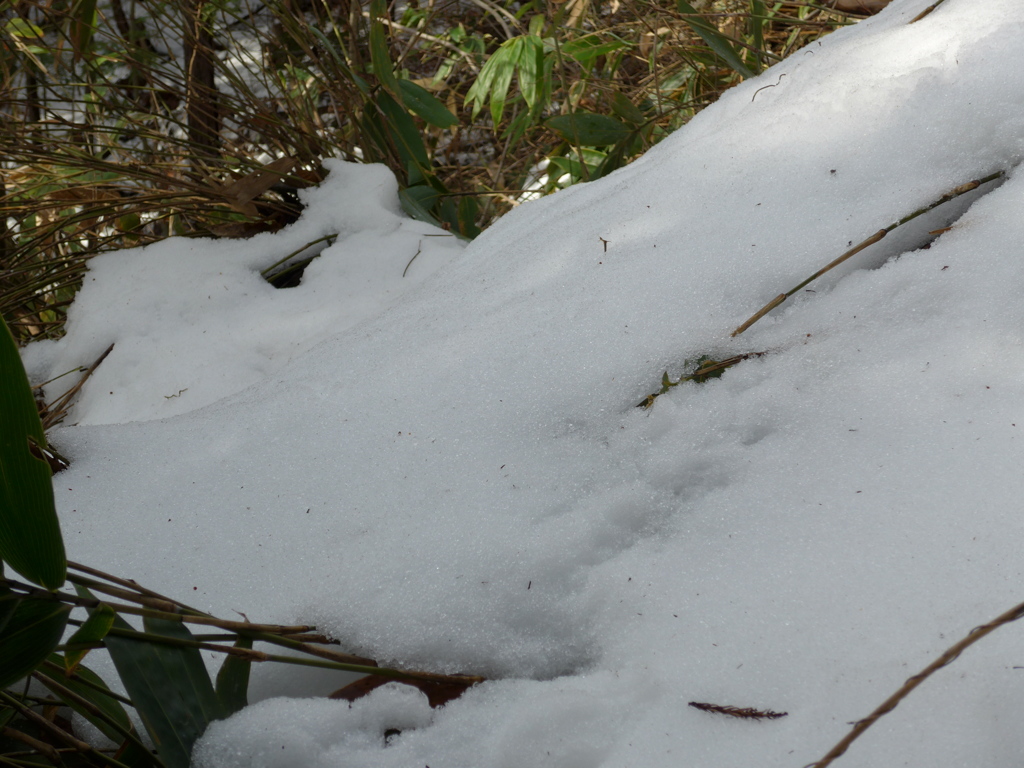 ざらついた雪