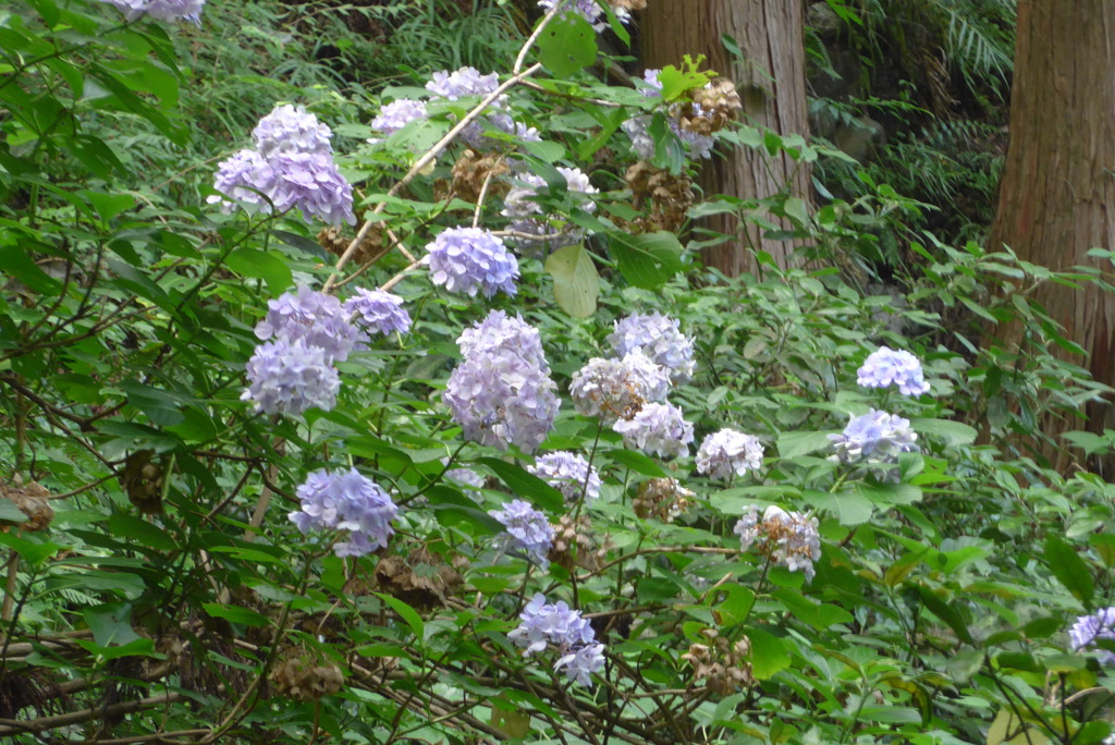 P1010198