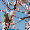 大阪城公園梅林#2 視線の先