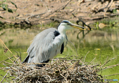 野鳥（親）　名前不明