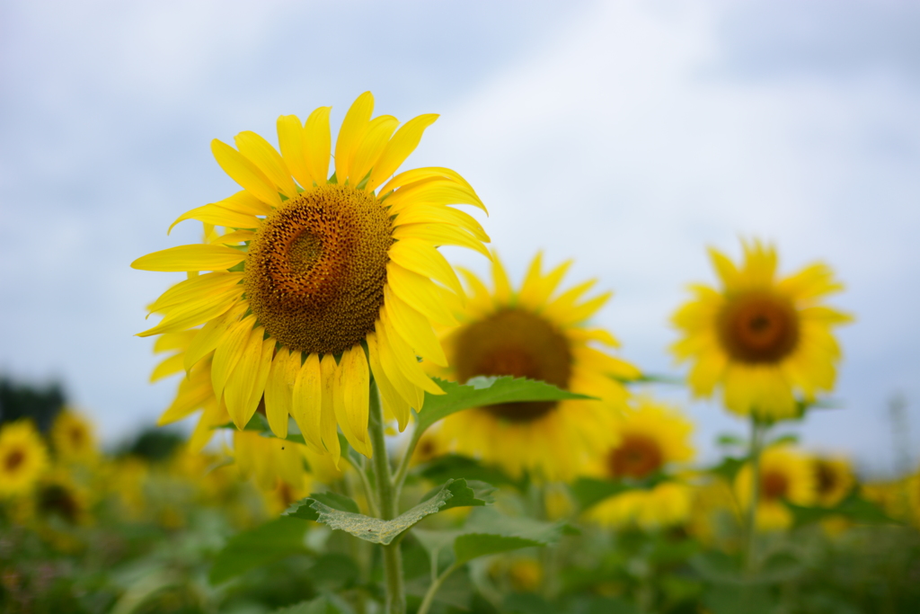 夏の顔