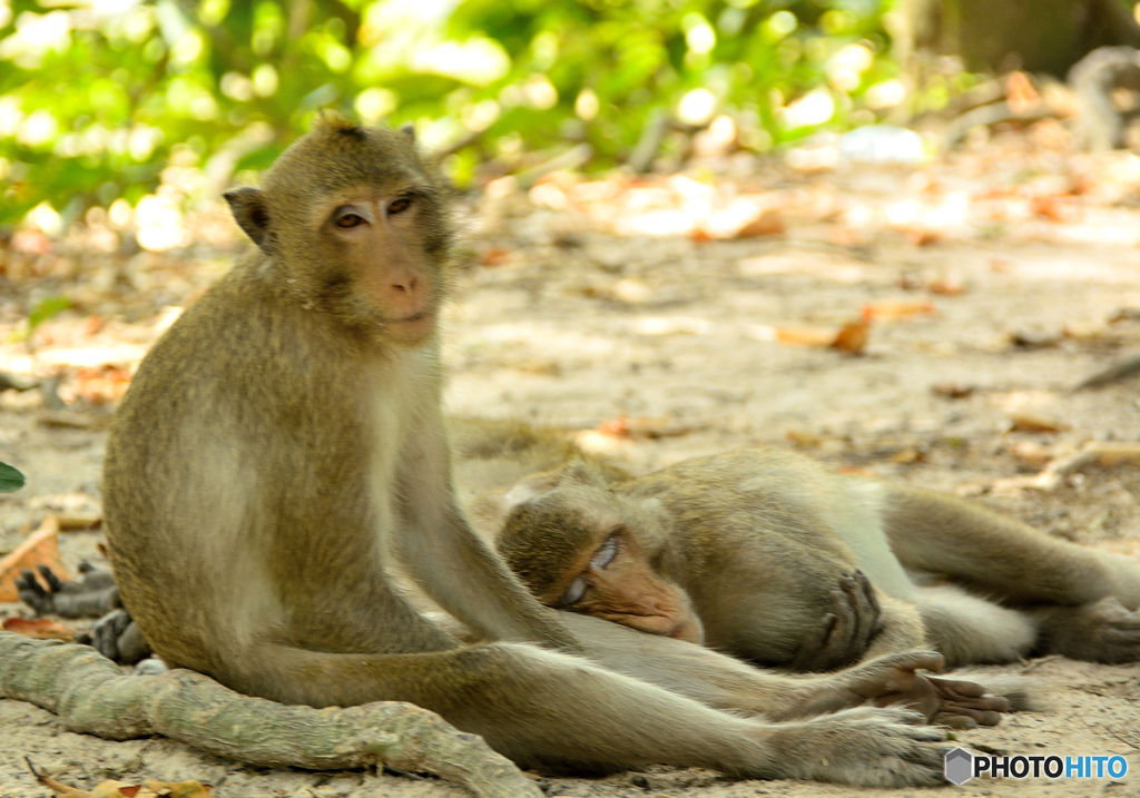 カンボジアの猿は暑くてやる気なし
