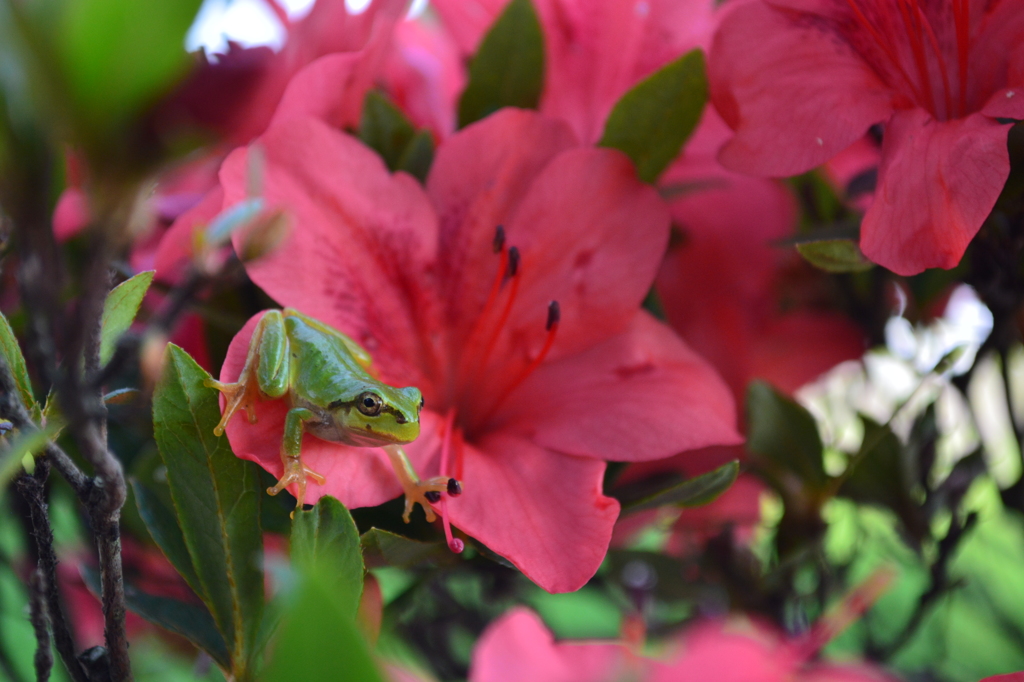 ニホンアマガエル　その2
