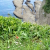 小さき花