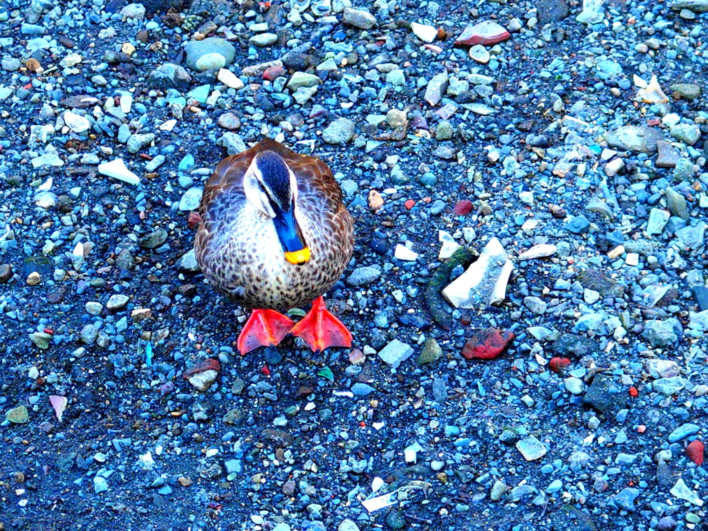自慢の足