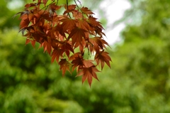 春の紅葉